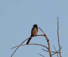 Aphelocoma californica