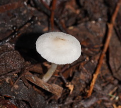 Entoloma albidosimulans