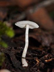 Entoloma albidosimulans