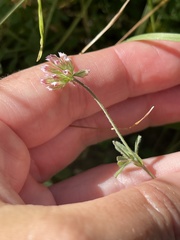 Trifolium bifidum decipiens
