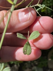 Trifolium bifidum decipiens