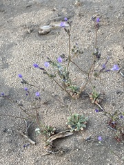 Gilia sinuata