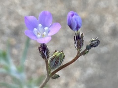 Gilia sinuata