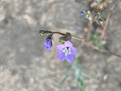 Gilia sinuata