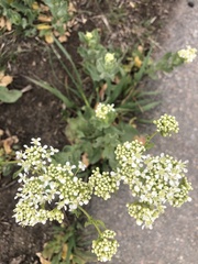 Lepidium draba