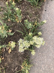 Lepidium draba