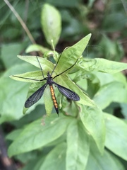 Nephrotoma altissima