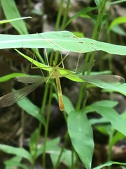 Hylobittacus apicalis