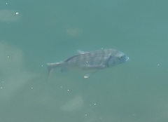 Acanthopagrus schlegelii