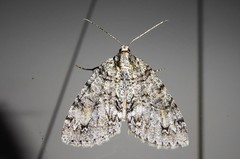 Pseudocoremia suavis