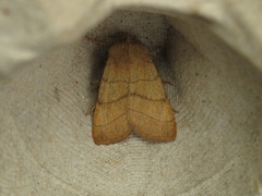 Charanyca trigrammica