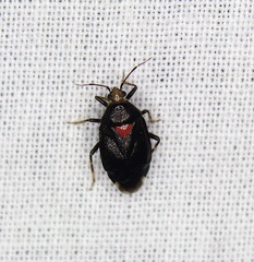 Deraeocoris sayi