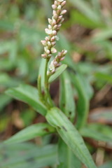 Persicaria kawagoeana