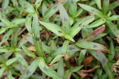 Persicaria kawagoeana