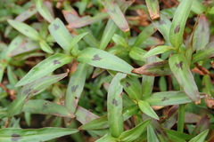 Persicaria kawagoeana