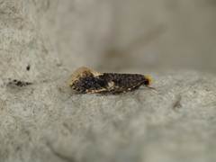 Monopis weaverella