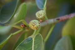 Ficus crocata