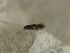 Monopis weaverella