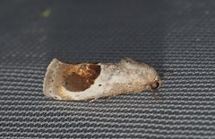 Tarache terminimaculata