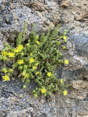 Ivesia gordonii