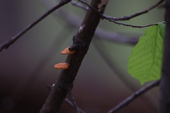 Anthracophyllum
