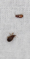 Lignyodes horridulus