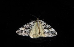 Pseudocoremia leucelaea