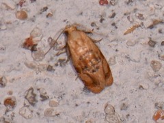 Cochylis bucera