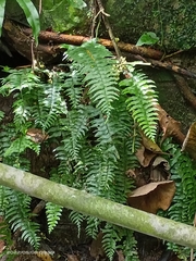 Hymenasplenium unilaterale