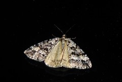Pseudocoremia leucelaea