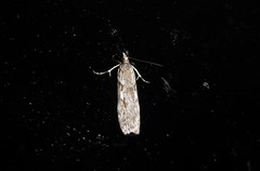 Scoparia halopis