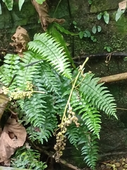 Hymenasplenium unilaterale