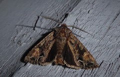 Ichneutica skelloni