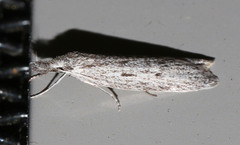 Leptosaces pytinaea