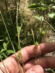 Carex styloflexa