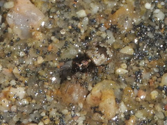 Lachnophorus elegantulus