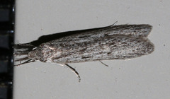 Leptosaces pytinaea