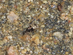Lachnophorus elegantulus