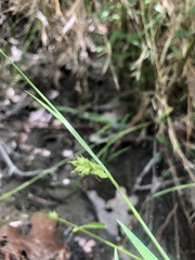 Carex styloflexa