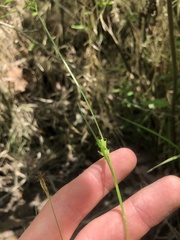 Carex styloflexa