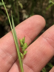 Carex styloflexa