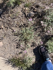 Astragalus andersonii