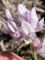 Astragalus andersonii