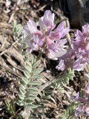 Astragalus andersonii
