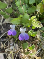 Collinsia multicolor