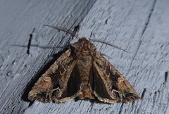 Ichneutica skelloni