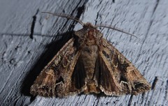 Ichneutica skelloni