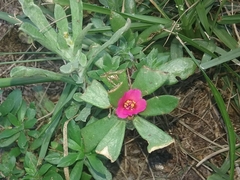 Portulaca amilis