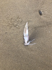 Doryteuthis opalescens