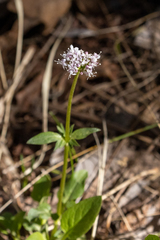 Valeriana arizonica